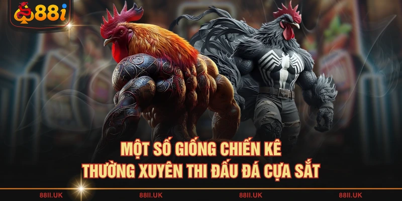 Một số giống chiến kê thường xuyên thi đấu đá cựa sắt