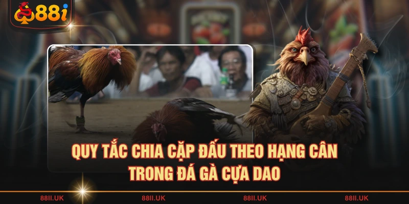 Quy tắc chia cặp đấu theo hạng cân trong đá gà cựa dao