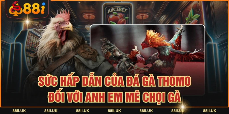 Sức Hấp Dẫn Của Đá Gà Thomo Đối Với Anh Em Mê Chọi Gà